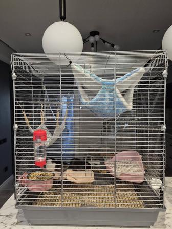 Срочно отдам крыс с клеткой и всем необходимым.