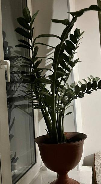 Комнатное растение Замиокулькас