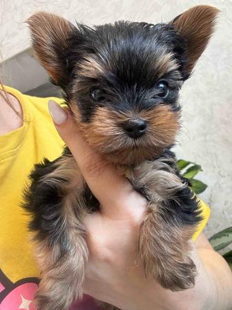 Продам щенка йоркширского терьера