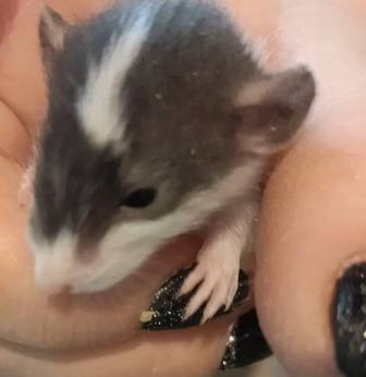 Крысы разного окраса