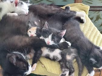 Котята