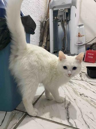 Домашняя кошка бесплатно