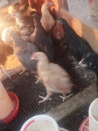 Продам двух месячных цыплят