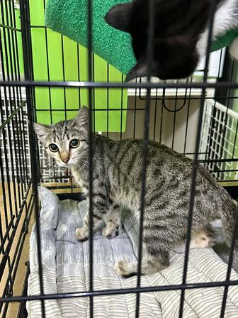 Котенок