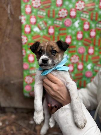 Щенки в добрые руки