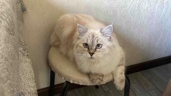 Кошка