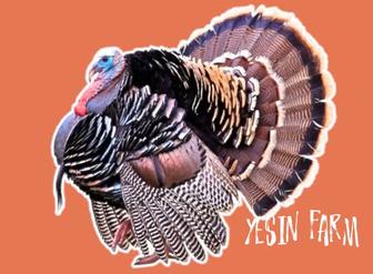 Бронза 708 инкубационные яйца индюков здоровые будущие индюки