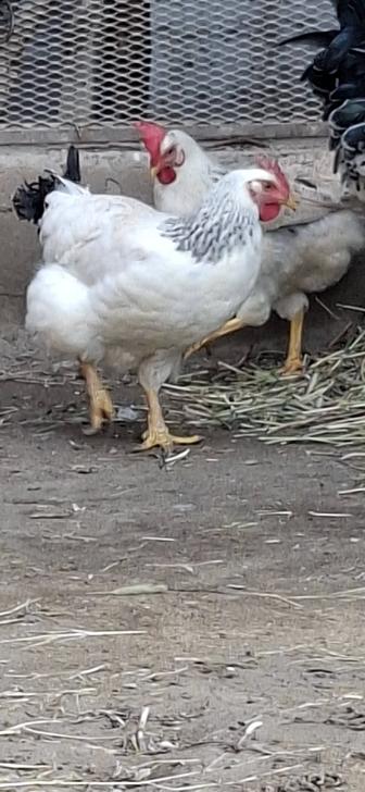 Адлерская порода кур