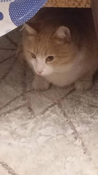 Нашелся кот в районе ДК.Ищет своего хозяина