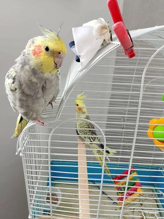 Продам попугаев корелла