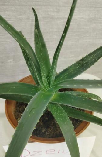 Домашние растения