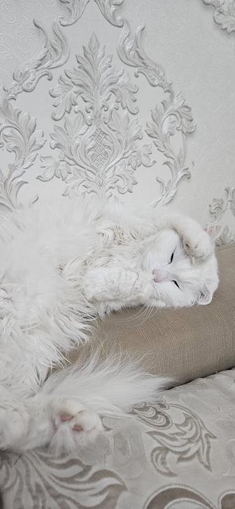 Котоняня с зоопсихологическим подходом