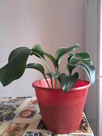 Цветы Эухарис