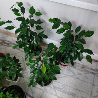 Комнатные цветы