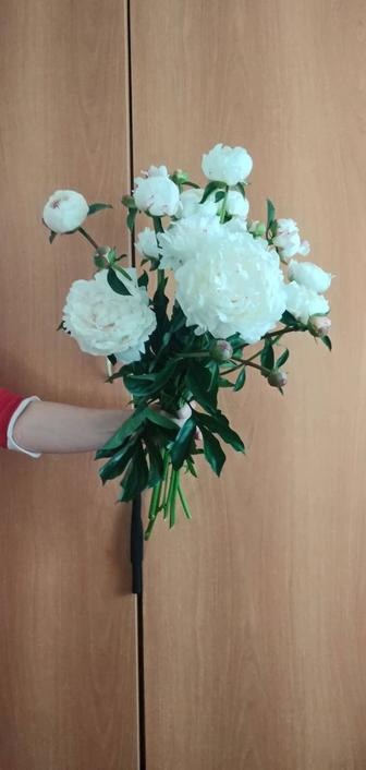 Пионы