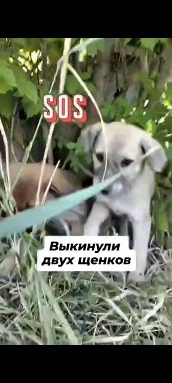 Щеночки в опасности