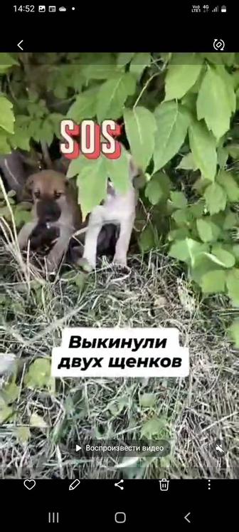 Щеночки в опасности
