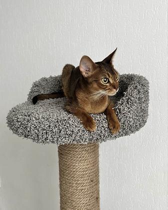 Когтеточка, лежанка для кота