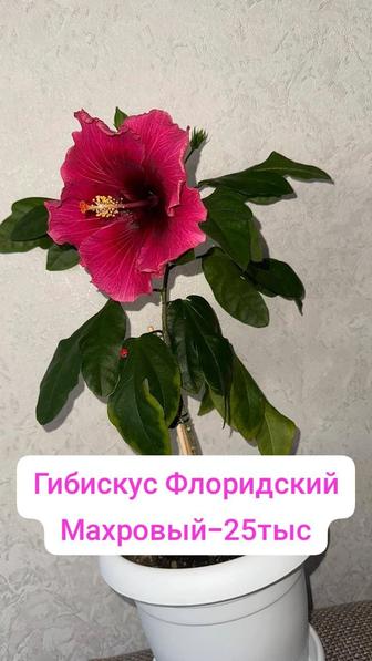 Гибискус Флоридский махровый ,Цвет Фуксия