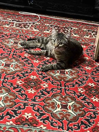 Отдам котика в хорошие руки