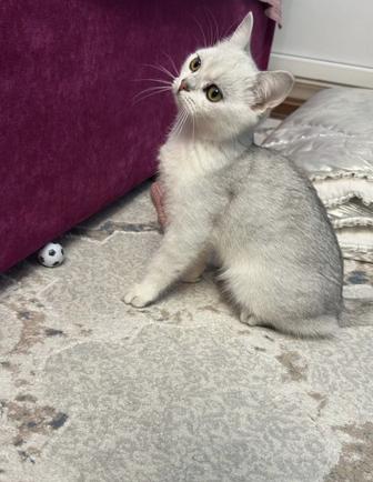 Продаем котенка