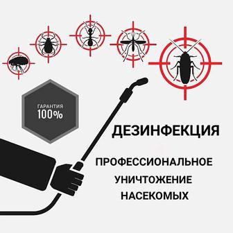 Профессиональное уничтожение клопов, тараканов. Дезинфекция. Дезинсекция.