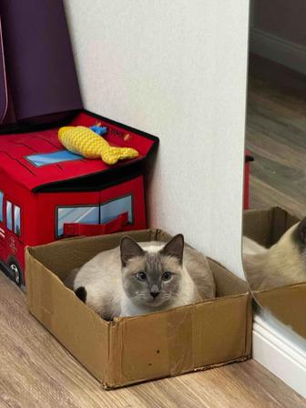 Сиамский кот