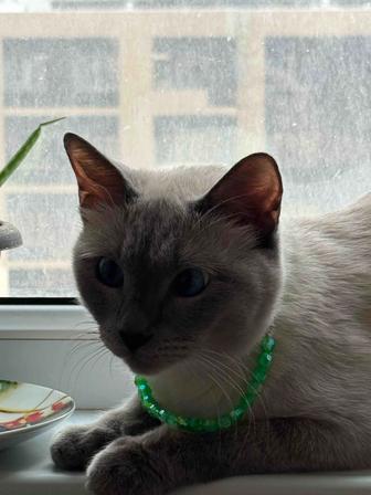 Сиамский кот