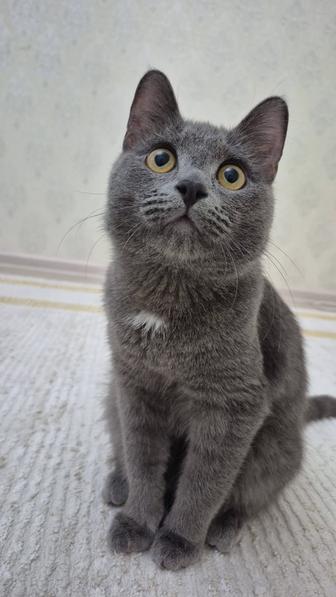 кот