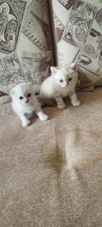 Продажа котят
