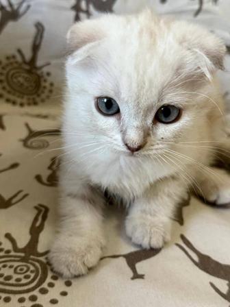 Продажа котят