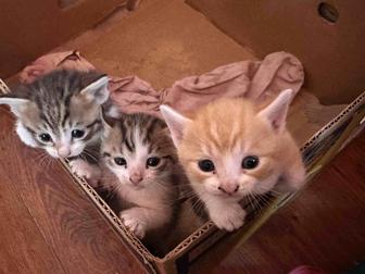 Отдам милых котят и один кошка в добрые руки