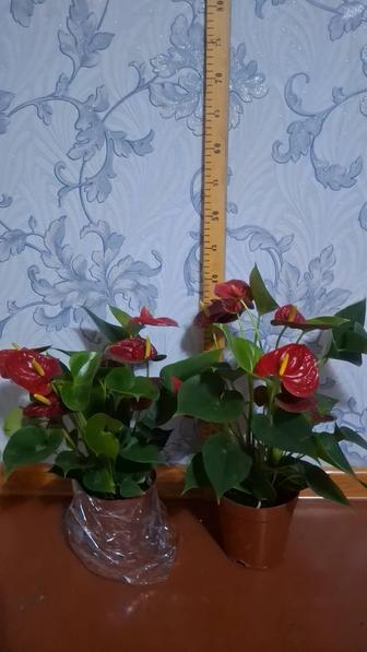 Цветы Антуриум