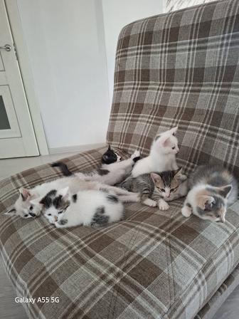 Отдам даром котята