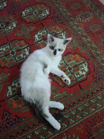 Отдам даром котята