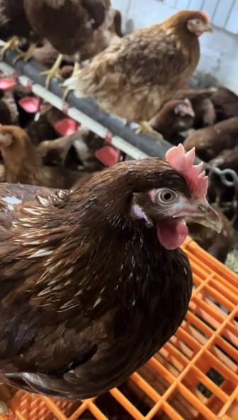 Куры несушки молодки Ломан Браун