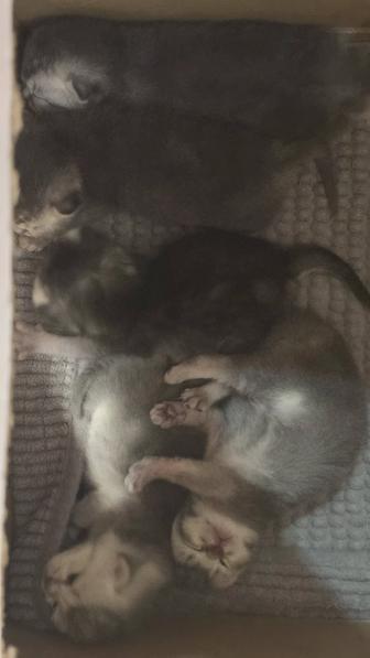 Продажа шотландских котят (сереброшерстных)