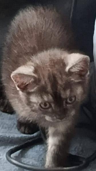 Котенок британской