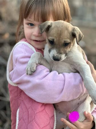 Щенки в добрые руки