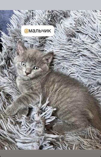 Отдам котят в добрые руки.писать на