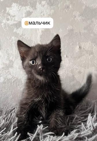 Отдам котенка в добрые руки.писать на