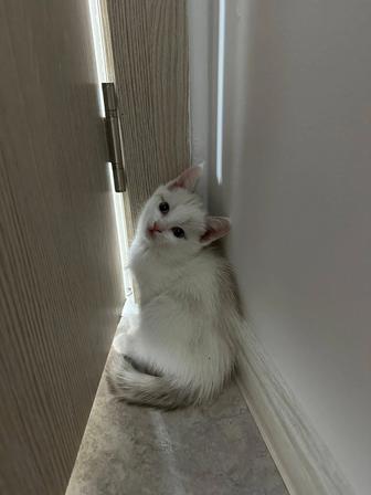 Отдам котят