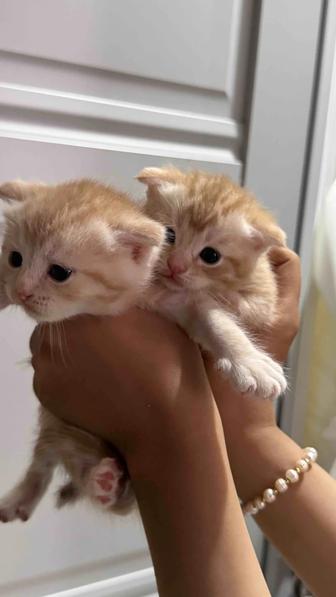 Котята рыжие обе мальчики