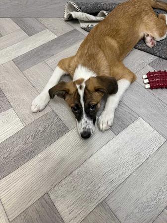 Астана. Девочка-щенок ищет семью!