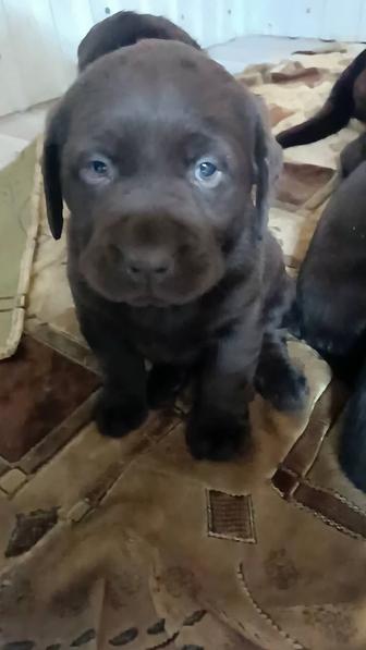 Щенки Лабрадор ретривер