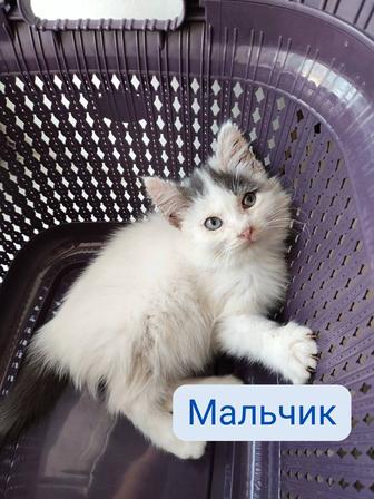 Котенок мальчик ищет дом срочно!