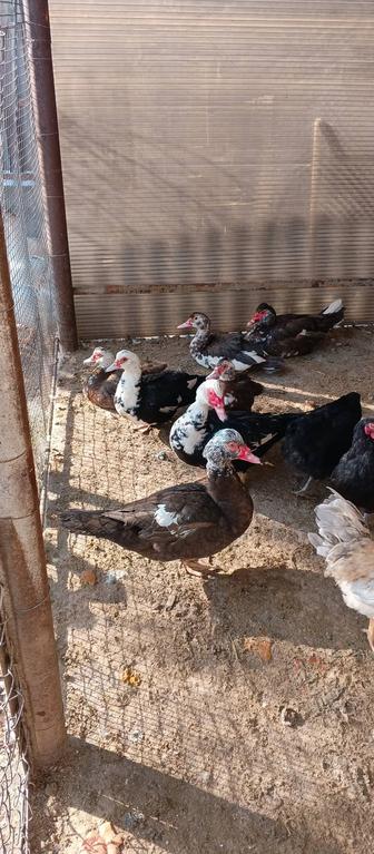 Молодые индоутки,утки,гуси