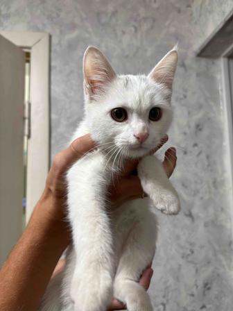 Отдадим котенка в добрые руки