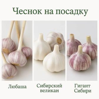 Сортовой чеснок на посадку