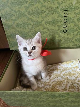 Продам Шотландский котенок!